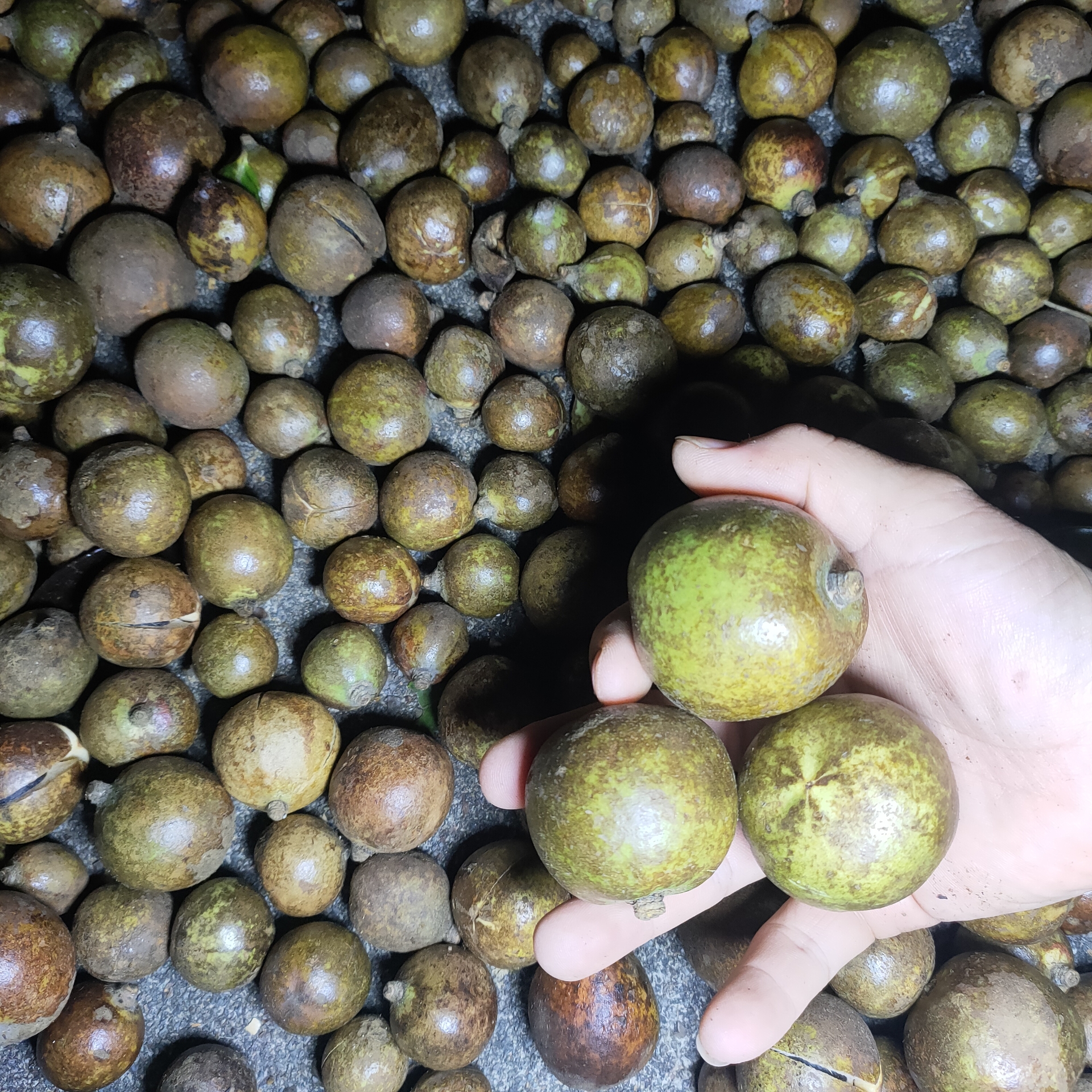 来自沙皇枣的网友圈