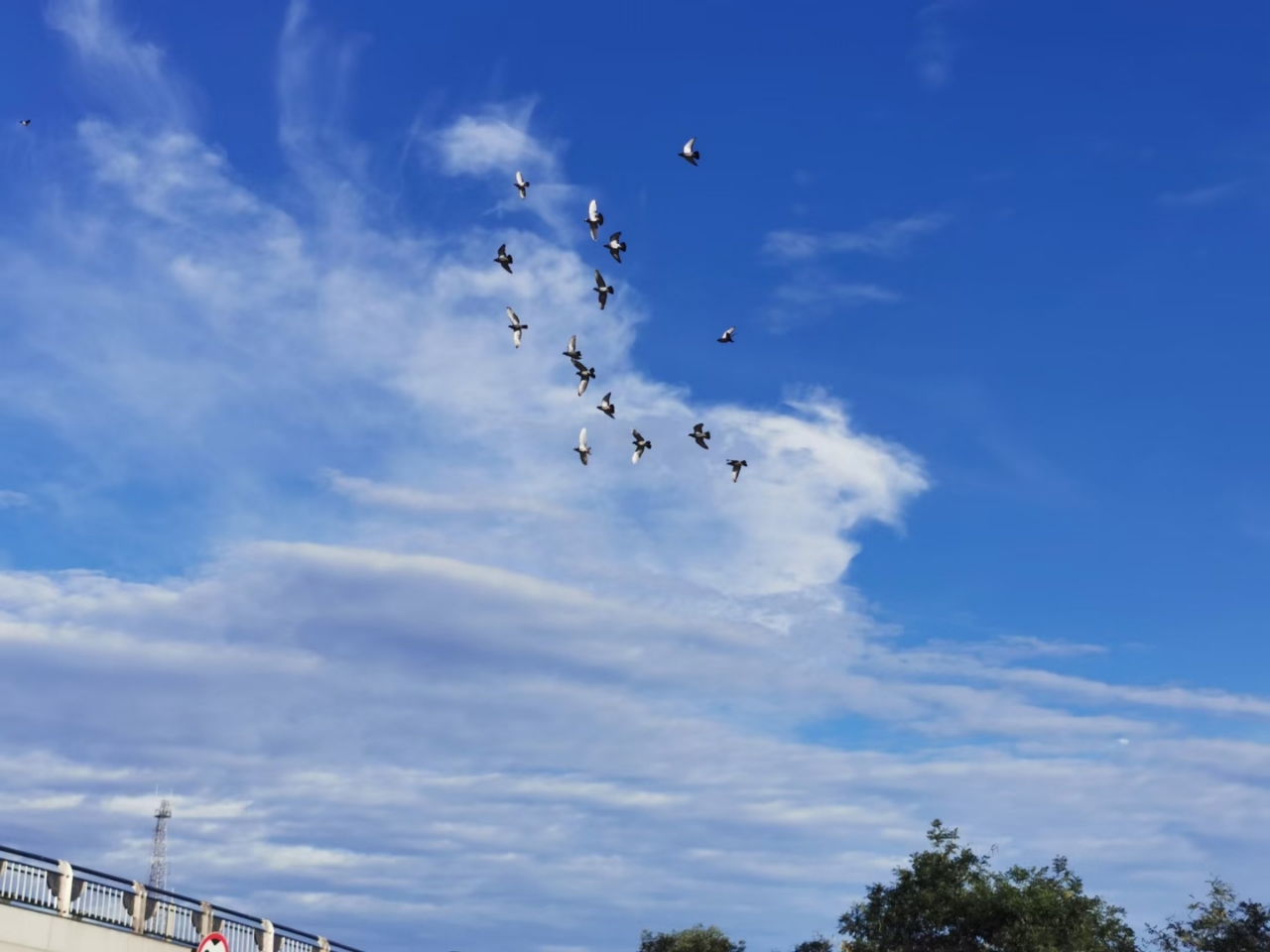 今日份藍天白雲小白鴿.