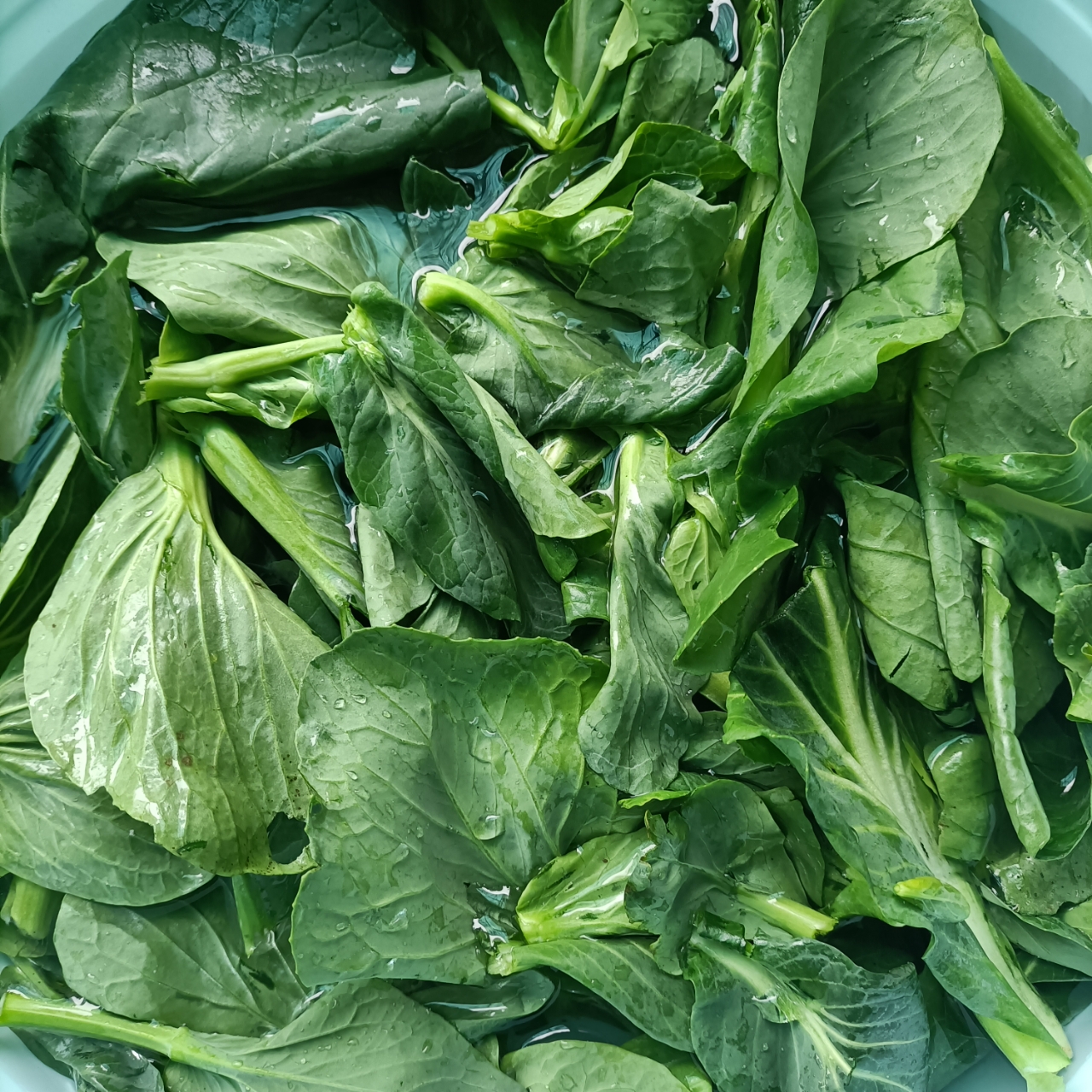 新鲜又嫩的菜苔