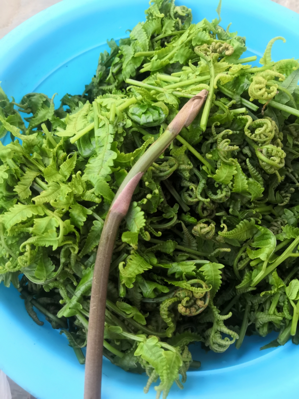 好久没看到这个大蕨菜啦?你们叫什么呢