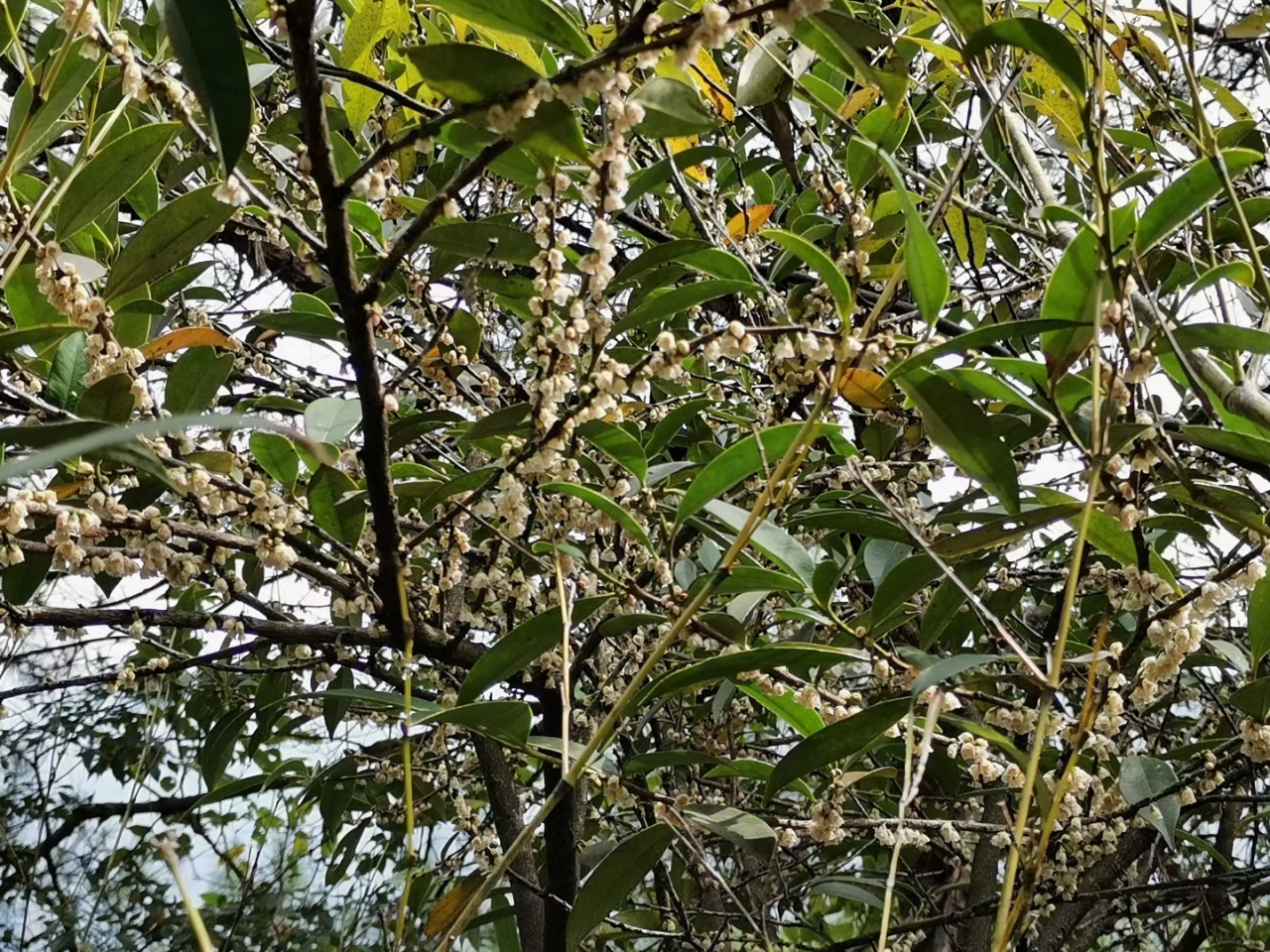 10-22 惠儿 市民网 野桂花蜜,又称为桂花蜜,山桂花蜜,柃木蜜,柃蜜